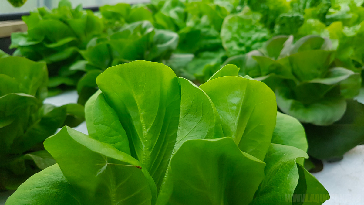 Salades cultivées en aquaponie